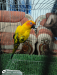 Sun Conure & Red Headed Green Factor Lory